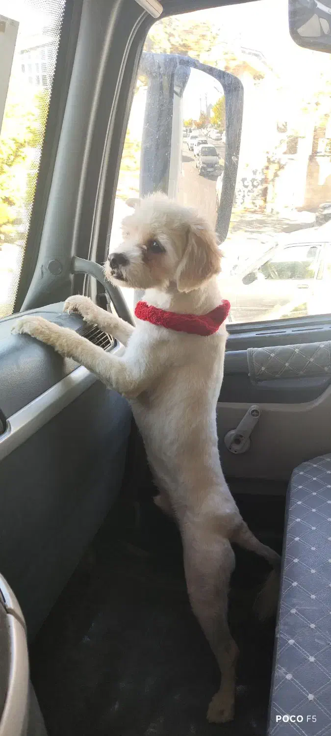 توله ۹ماهه پامرکراس|سگ|بومهن, |دیوار