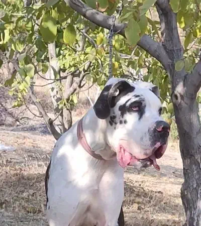 واگذاری سگ گریت دین گریدین نگهبان نر|سگ|تهران, شهرک امید|دیوار