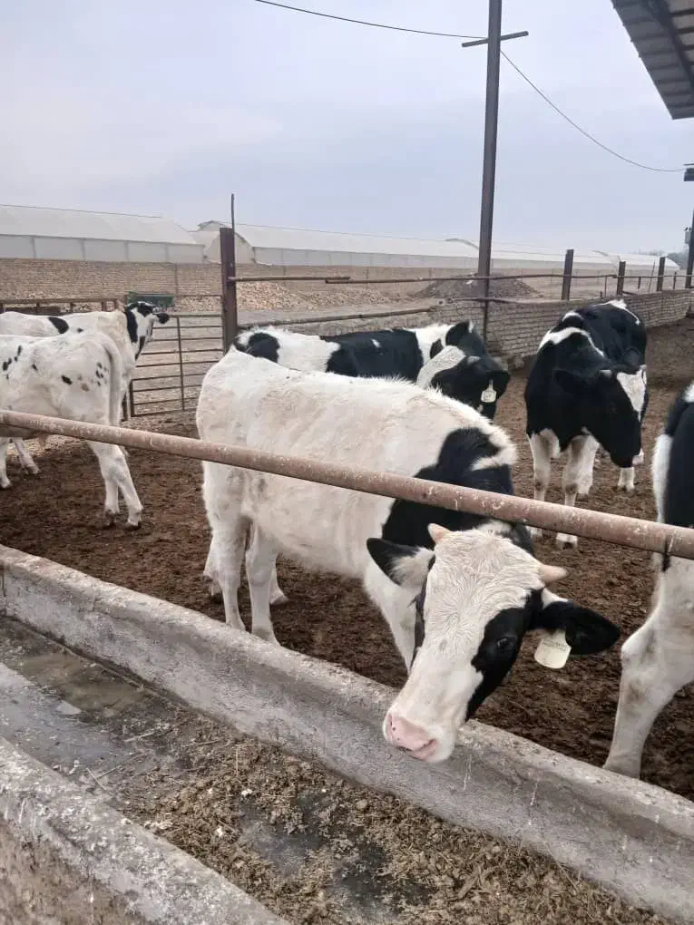 گوساله از شیر گرفته|حیوانات مزرعه|ری, فیروزآباد|دیوار