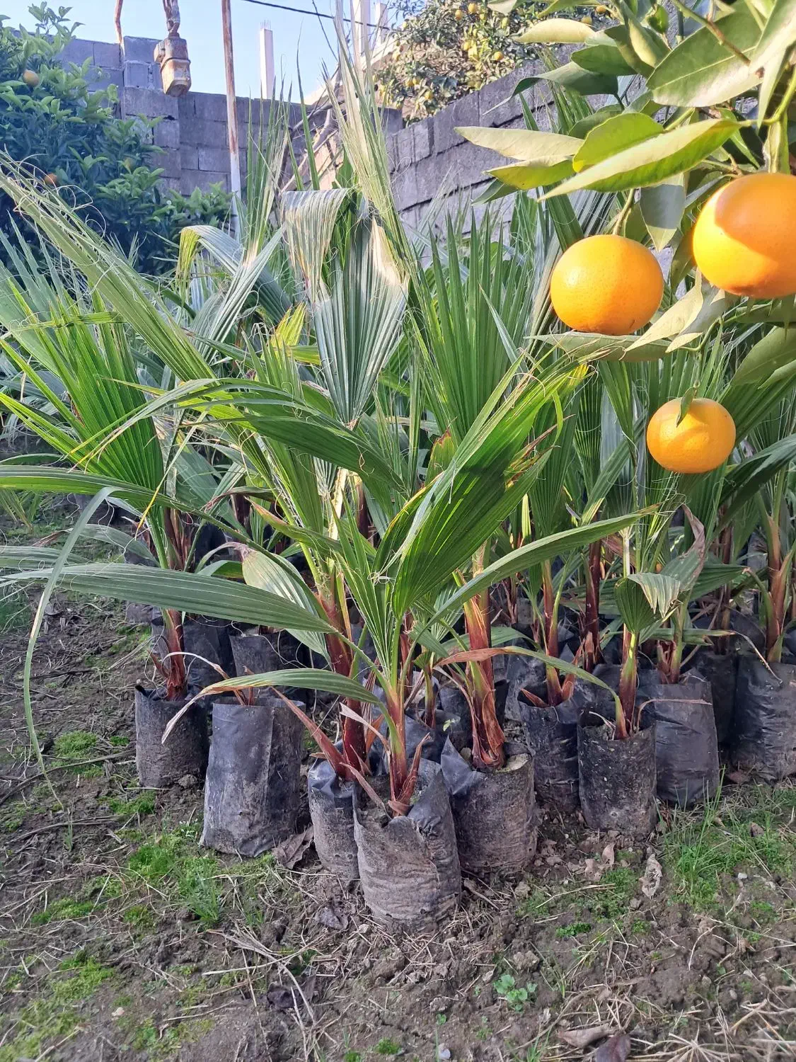 پالم نایلکسی|خدمات باغبانی و درختکاری|نوشهر, |دیوار