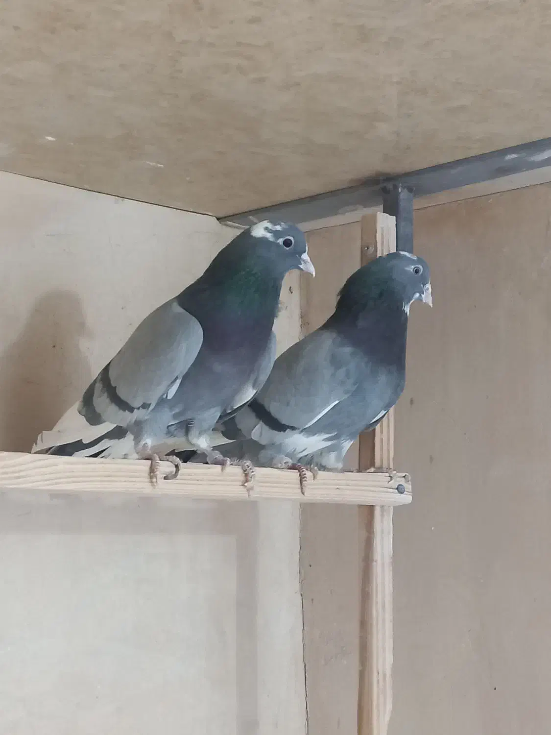 کبوتر پرشی|پرنده|معصومیه, |دیوار