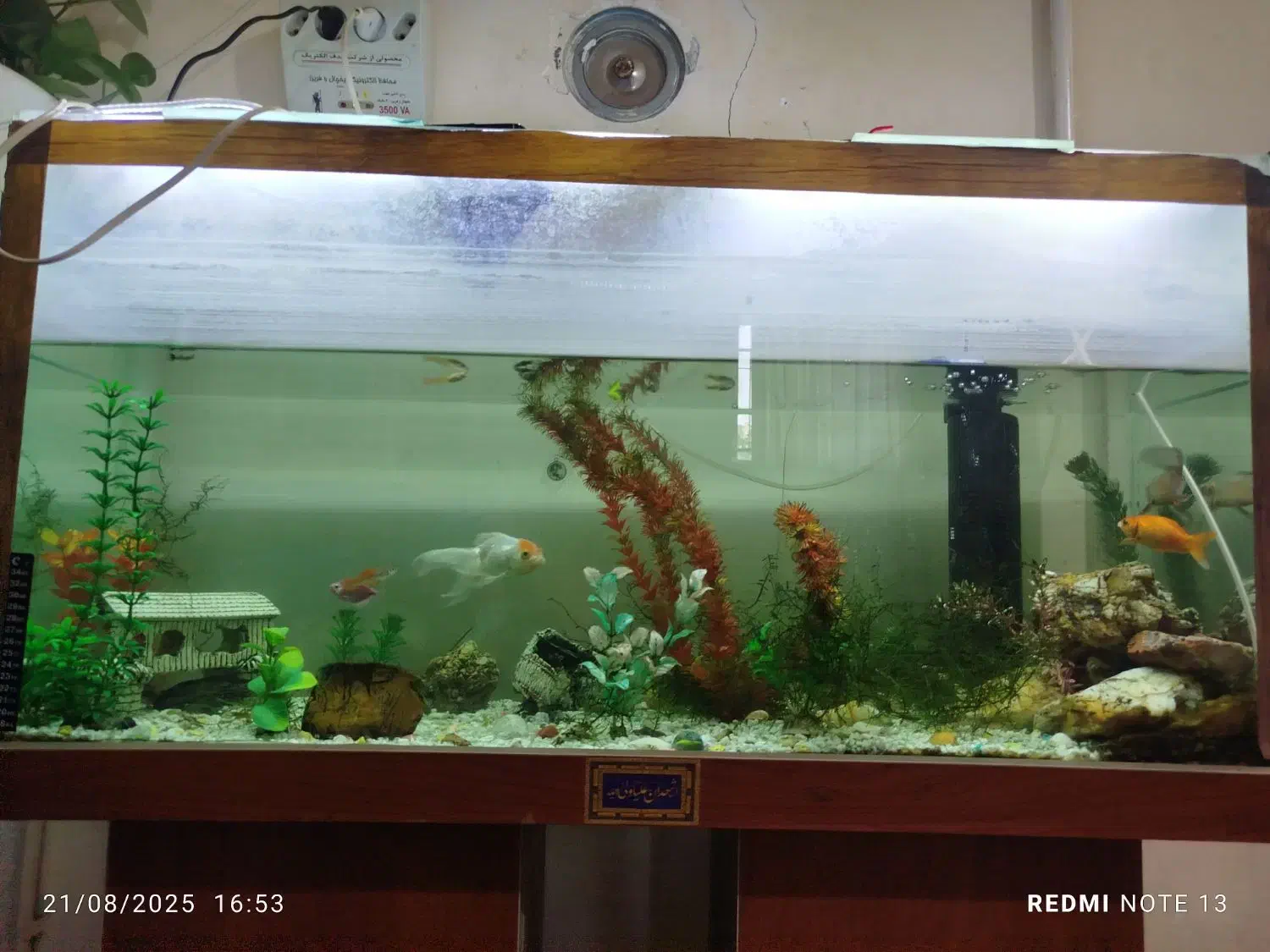 آکواریوم|ماهی|نورآباد, |دیوار