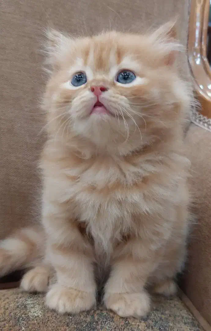 توله گربه خوشکل|گربه|شیراز, جوادیه|دیوار