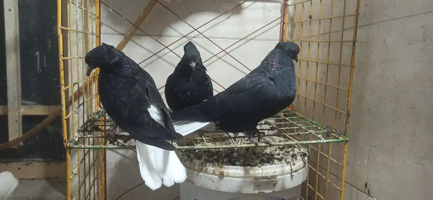 جوجه اشعل|پرنده|آبادان, |دیوار