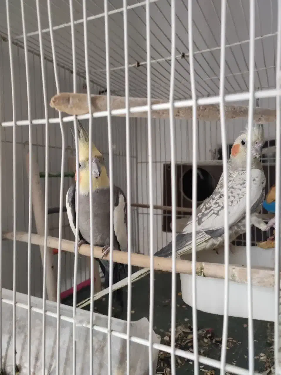 جفت عروس هلندی کار داده با قفس و لوازم رایگان|پرنده|مشهد, کوشش|دیوار