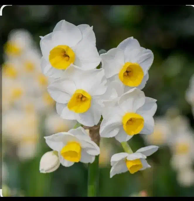 گل نرگس شیراز|گل و گیاه طبیعی|یزد, |دیوار