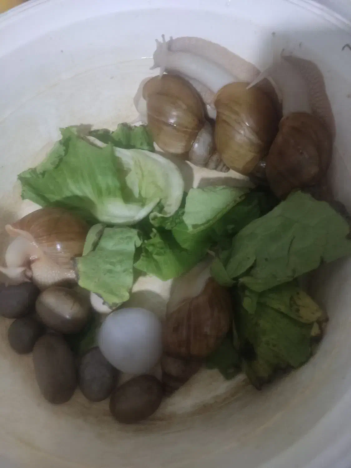 فریزر حلزون درمانی|خزنده|زاهدان, |دیوار