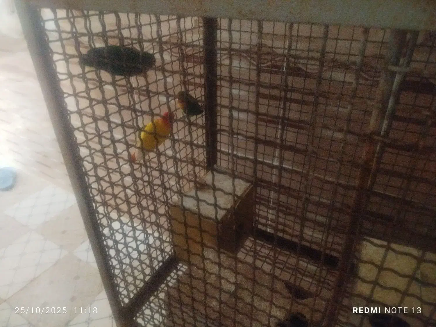 کوتوله|پرنده|جوین, |دیوار