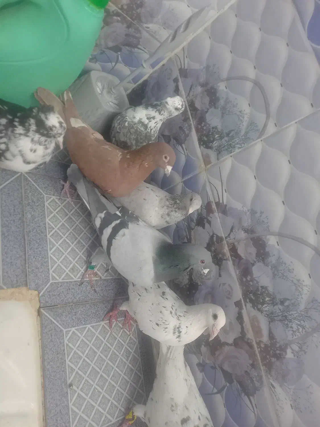 کبوتر|پرنده|خرامه, |دیوار