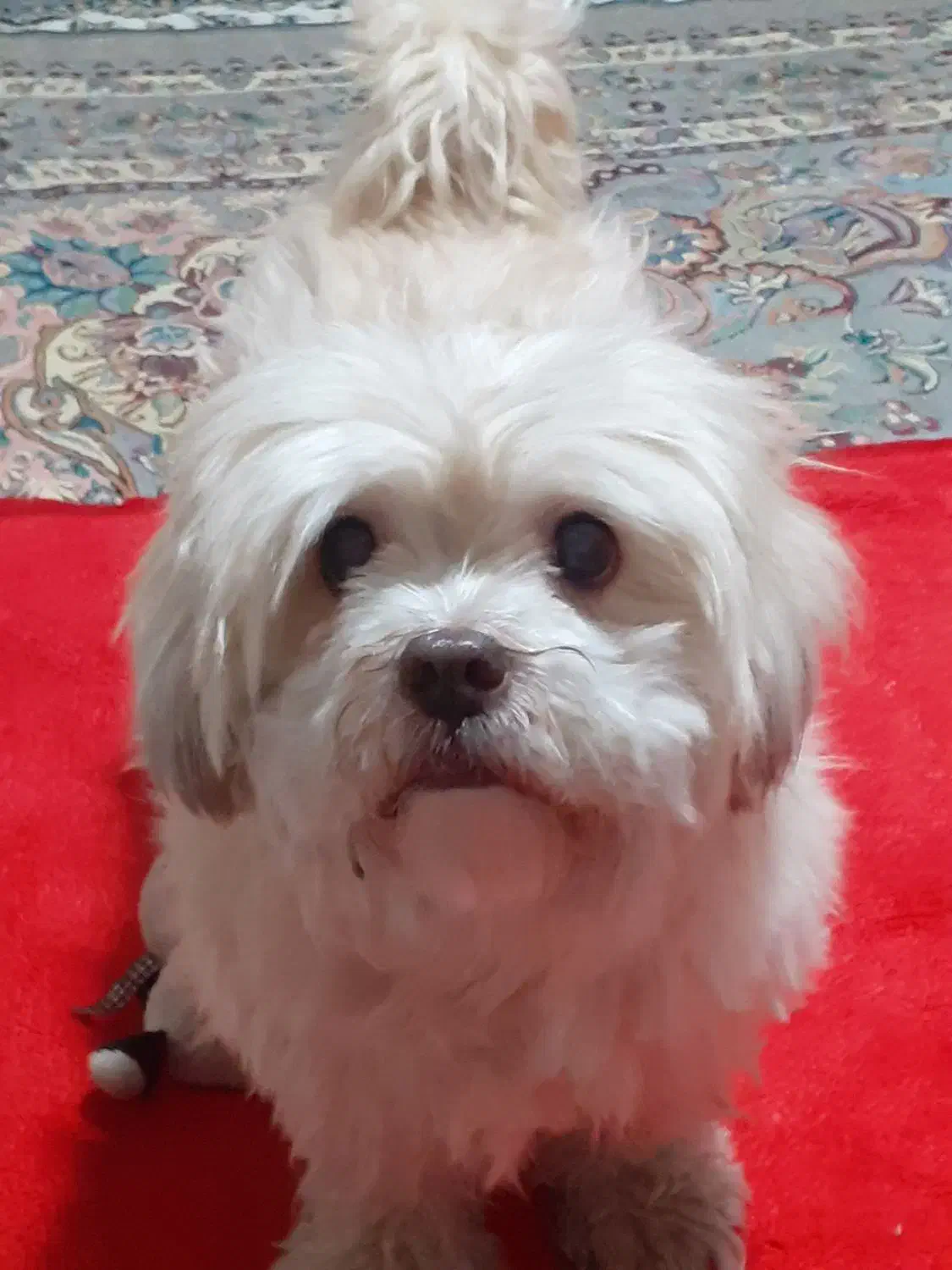 گمشده|سگ|تهران, هفت چنار|دیوار