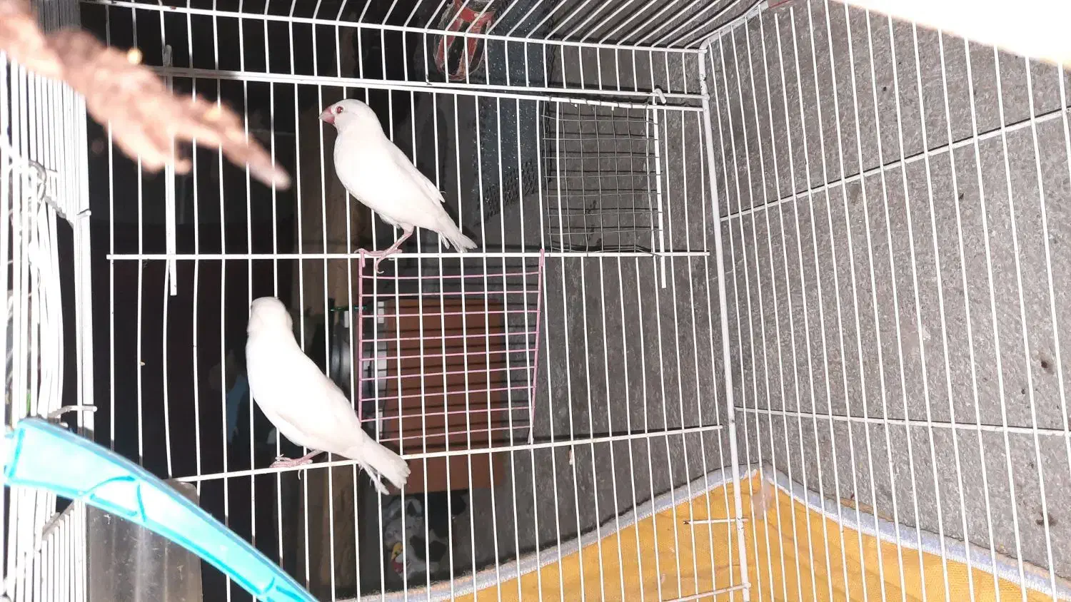 نرگس|پرنده|زاهدان, |دیوار