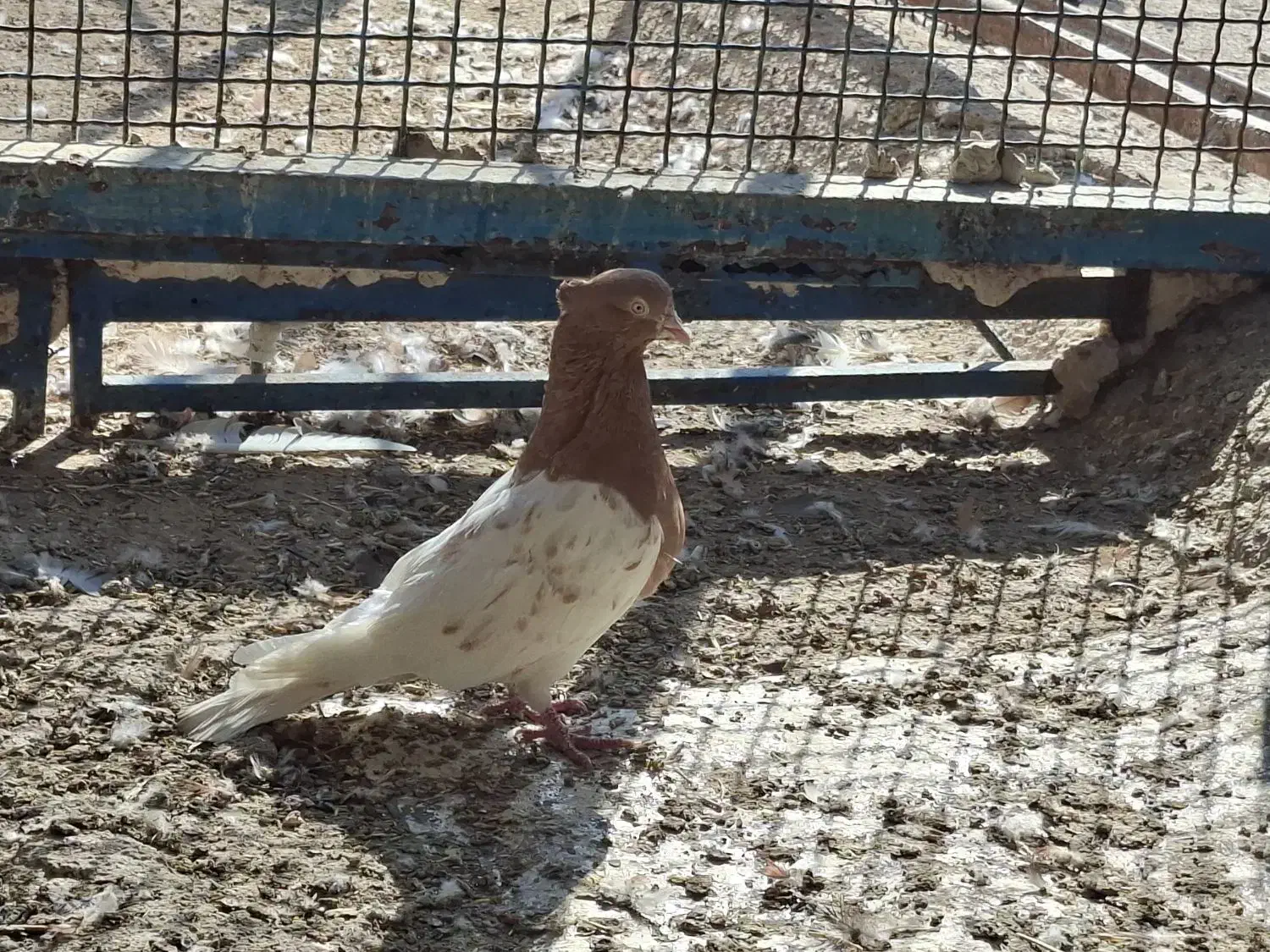 کله زرد|پرنده|بندر ماهشهر, |دیوار