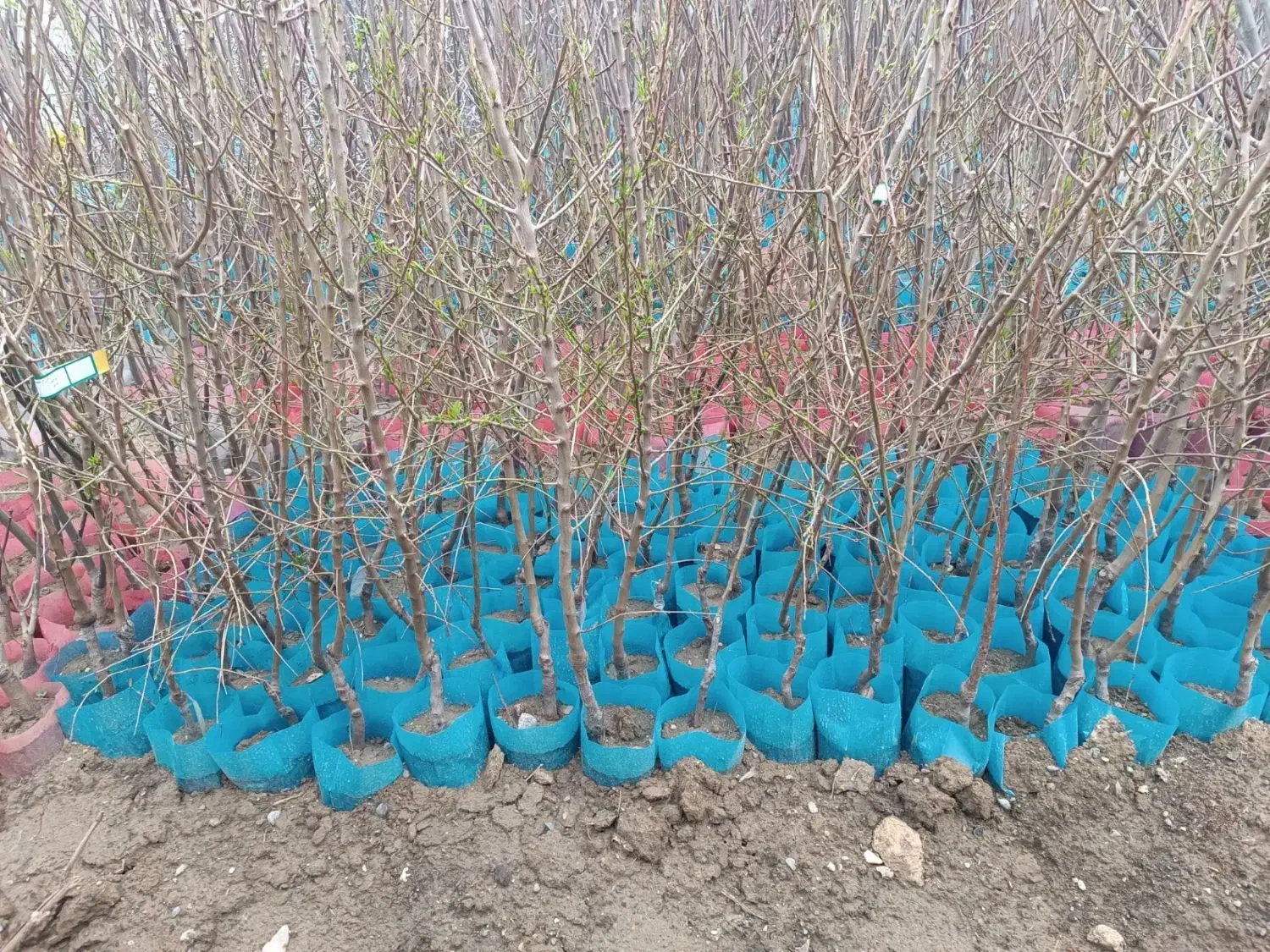 پسته  / بادام فرانسیس / بادام  شکوفه|خدمات باغبانی و درختکاری|دماوند, گیلاوند|دیوار