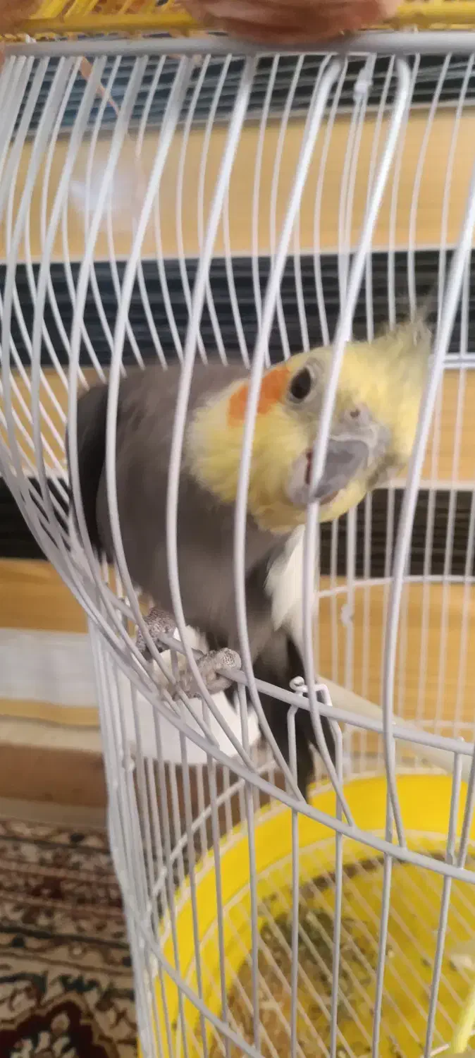 عروس هلندی|پرنده|بختگان, |دیوار