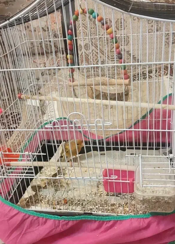 قناری|پرنده|شهرضا, |دیوار