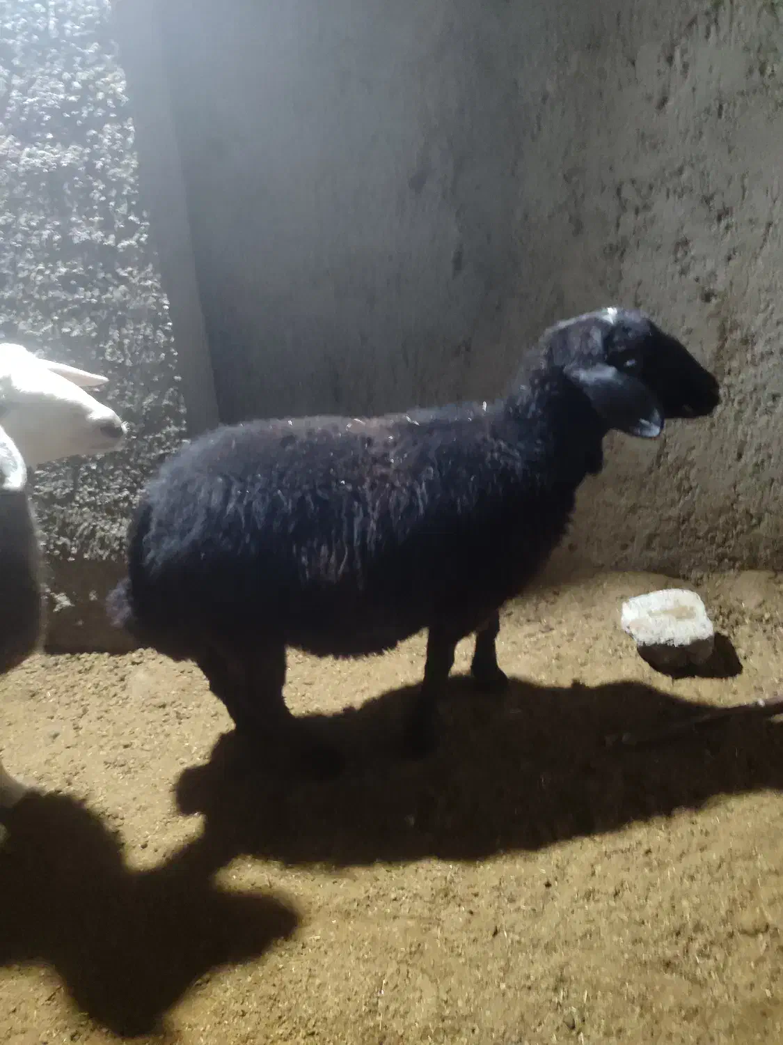 بره|حیوانات مزرعه|شاهرود, |دیوار