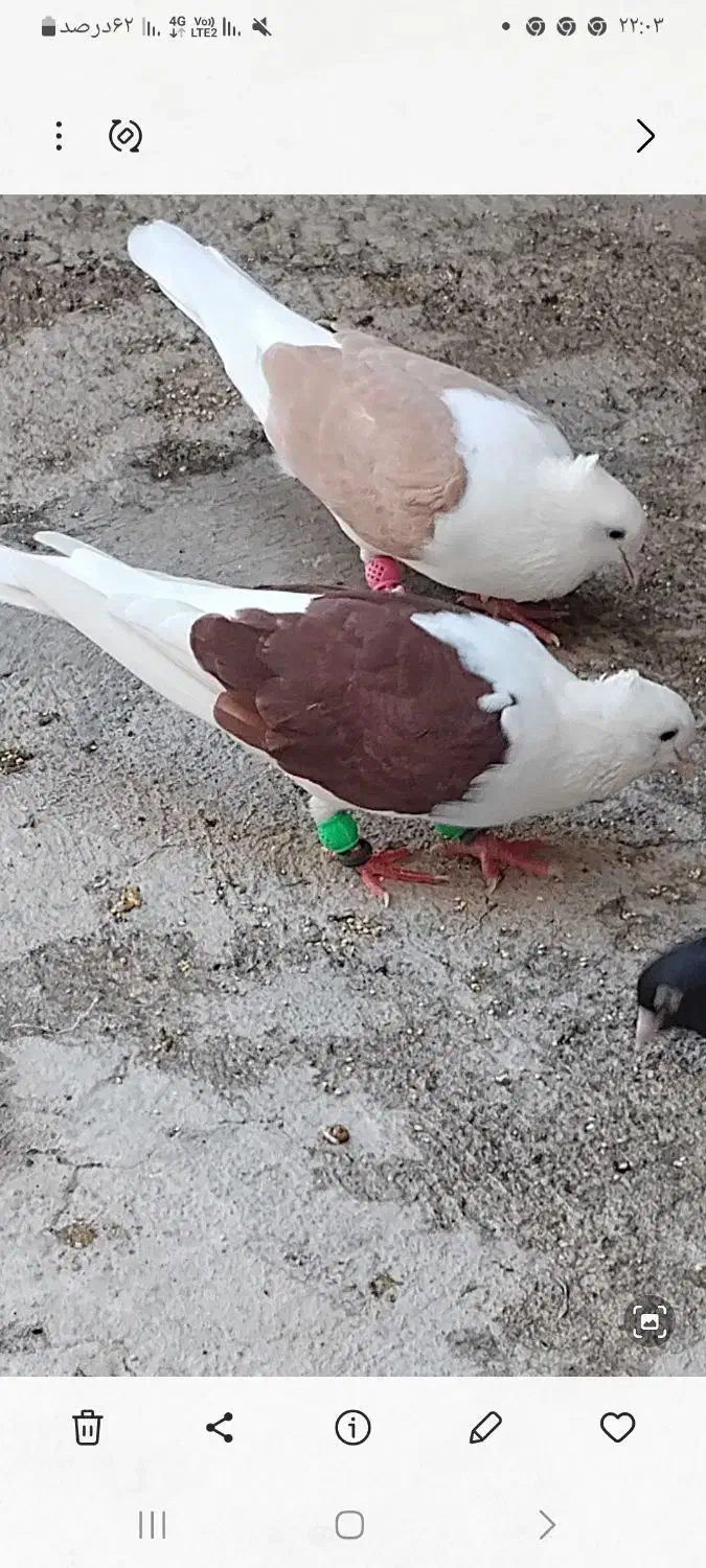 جفت دوکت نرو ماده|پرنده|لالی, |دیوار