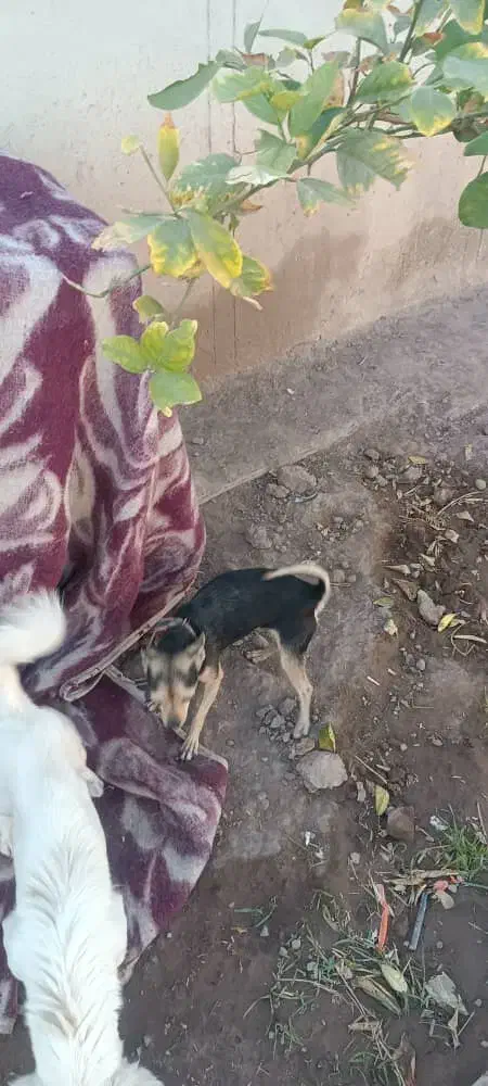 واگذاری سگ پوست اسبی خیلی کوتاه و کوچولو گوش تیز|سگ|بم, |دیوار