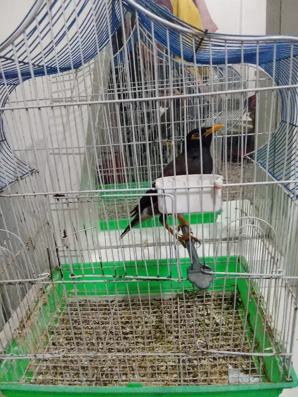 مینا.    با قفس یک ملیون پانصد|پرنده|مشهد, شهید بصیر|دیوار