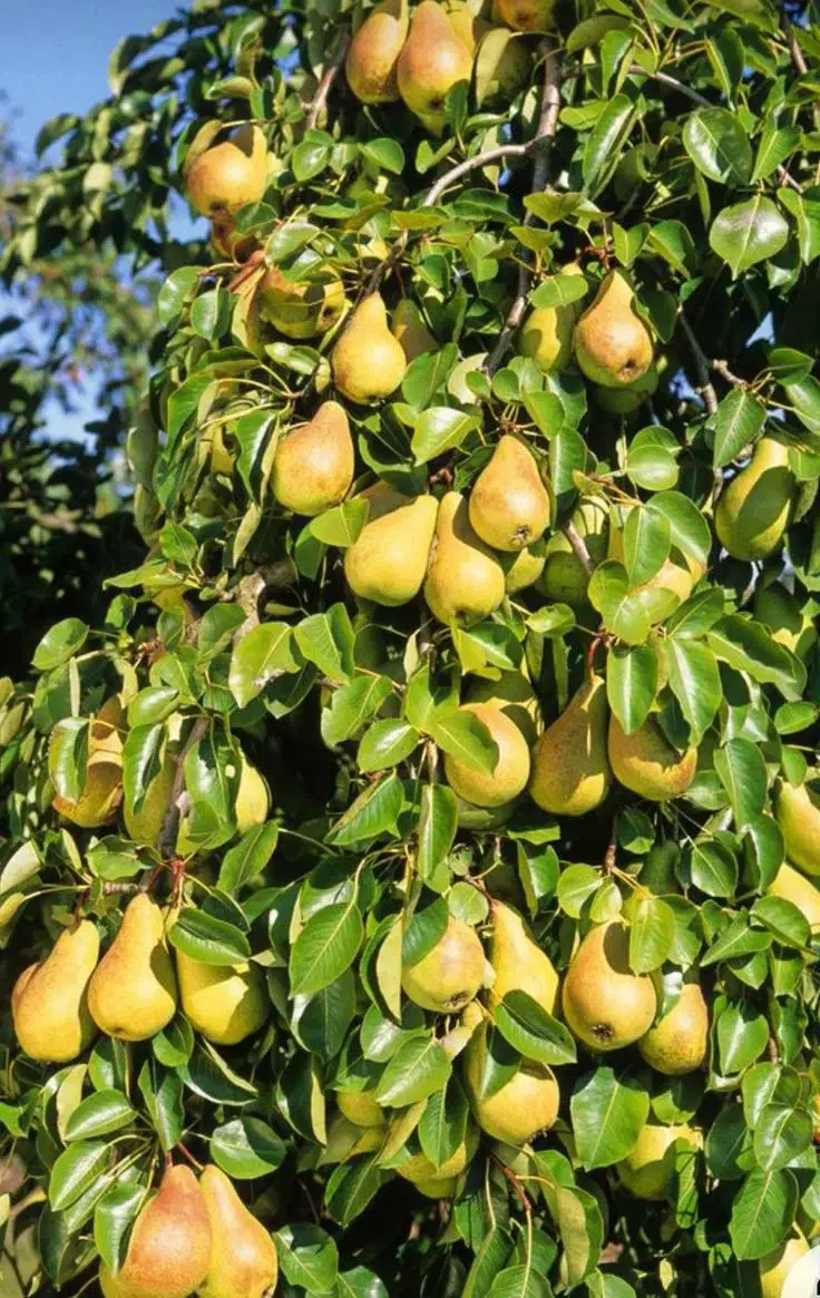 فروش انواع نهال میوه و خشکبار لیبل‌دار|خدمات باغبانی و درختکاری|دهگلان, |دیوار