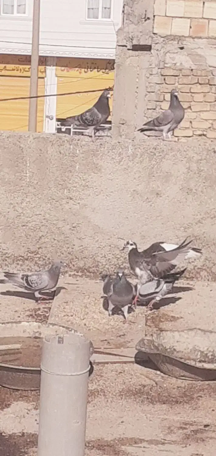 کفتر|پرنده|نورآباد ممسنی, |دیوار