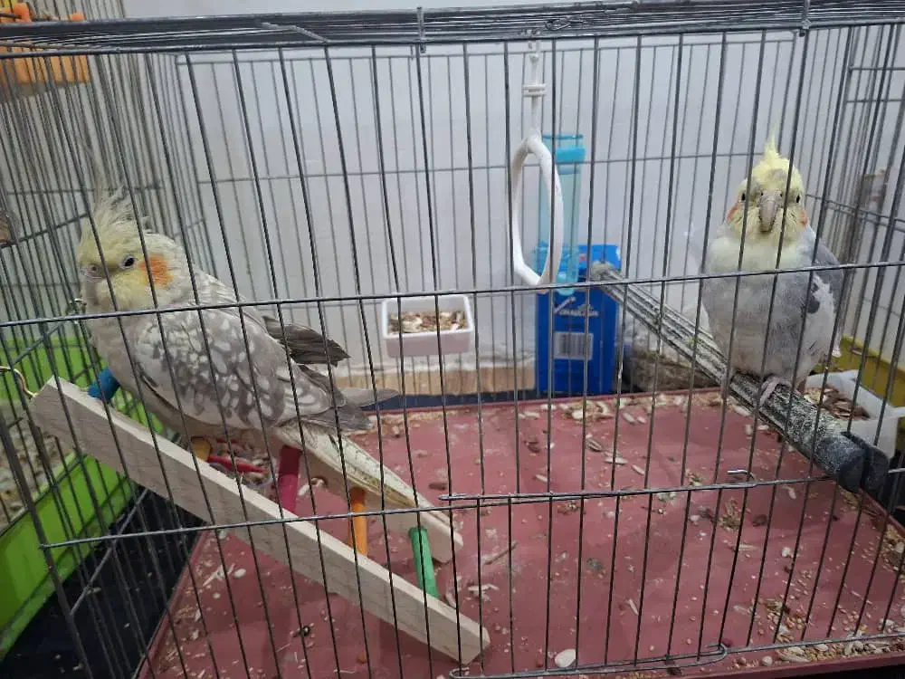 عروس هلندی نر و ماده|پرنده|قرچک, محمد آباد|دیوار