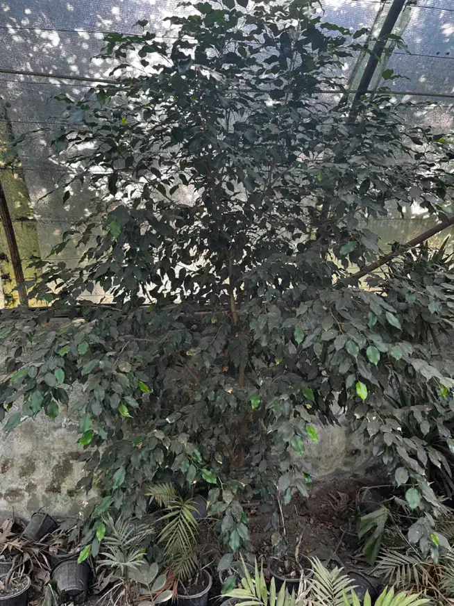 بنجامین بلک|گل و گیاه طبیعی|آمل, |دیوار