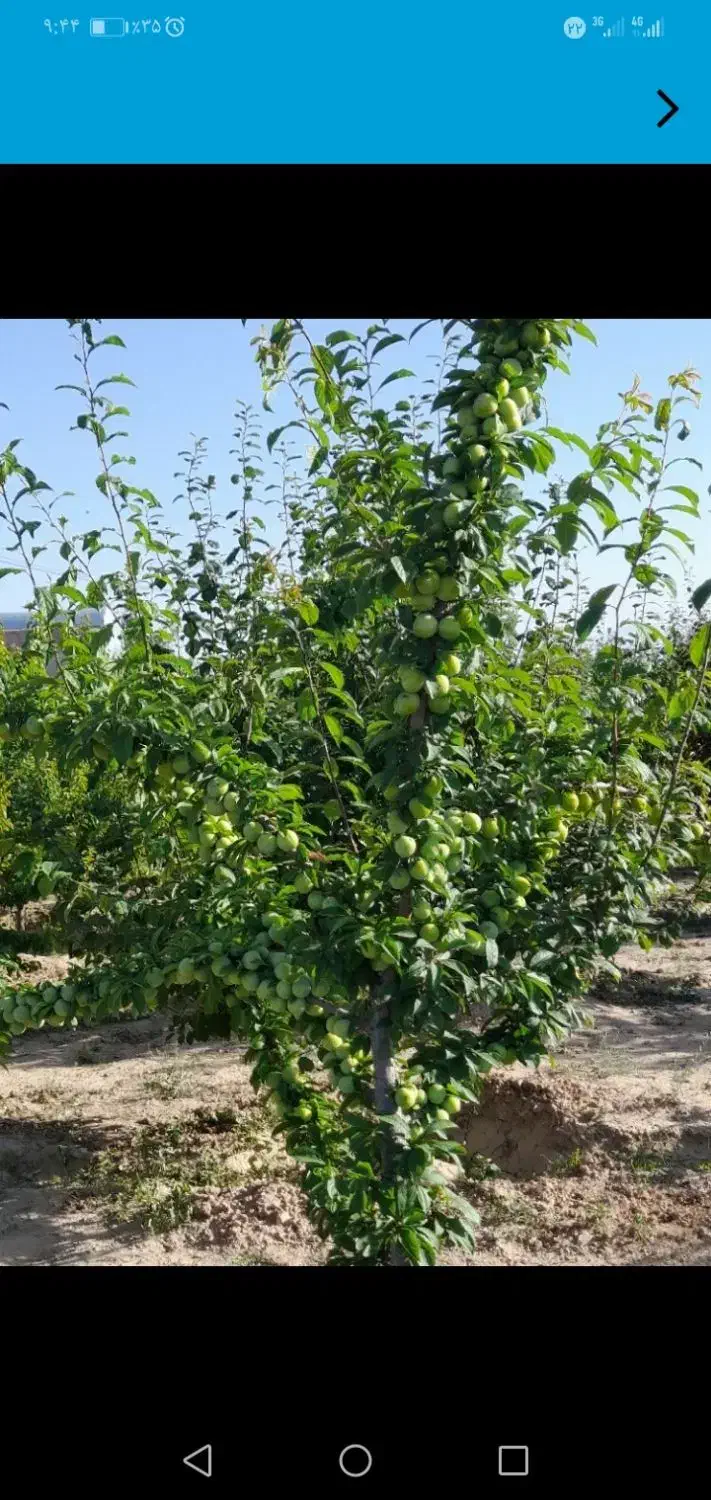 اجرای خدمات باغبانی صفر تا 100|خدمات باغبانی و درختکاری|مشهد, درزآب|دیوار