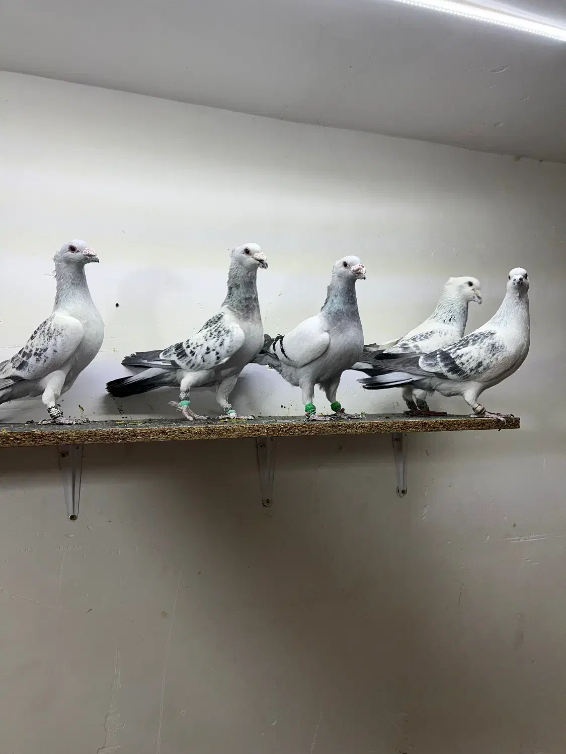 پرنده کبوتر کرمانی|پرنده|کرمان, |دیوار