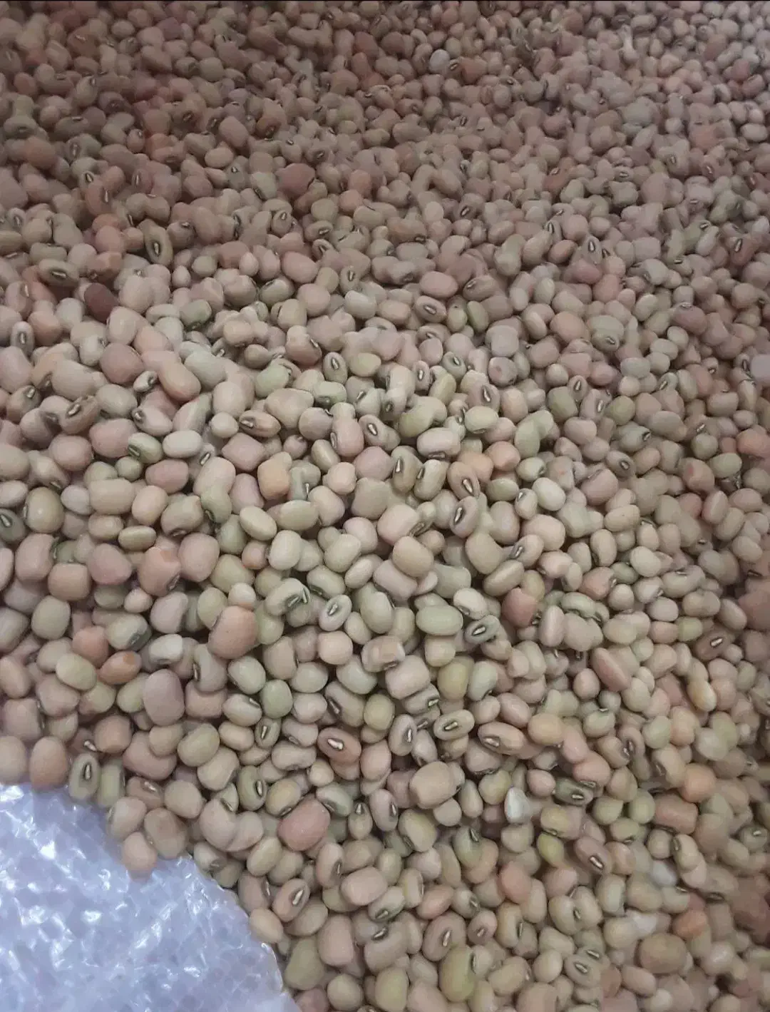 لوبیاعربی|عمده‌فروشی|دره شهر, |دیوار