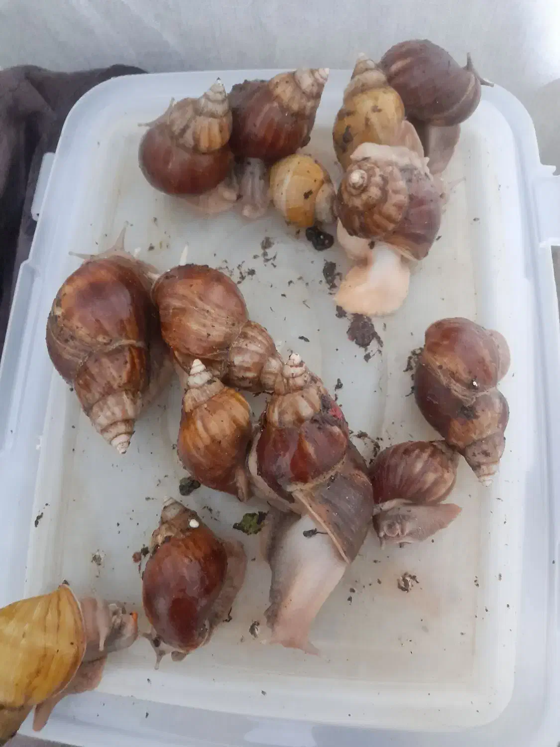 حلزون ها|خزنده|کرج, گلشهر|دیوار