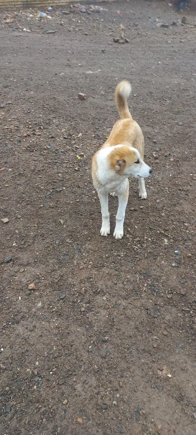 توله سگ|سگ|آبگرم, |دیوار