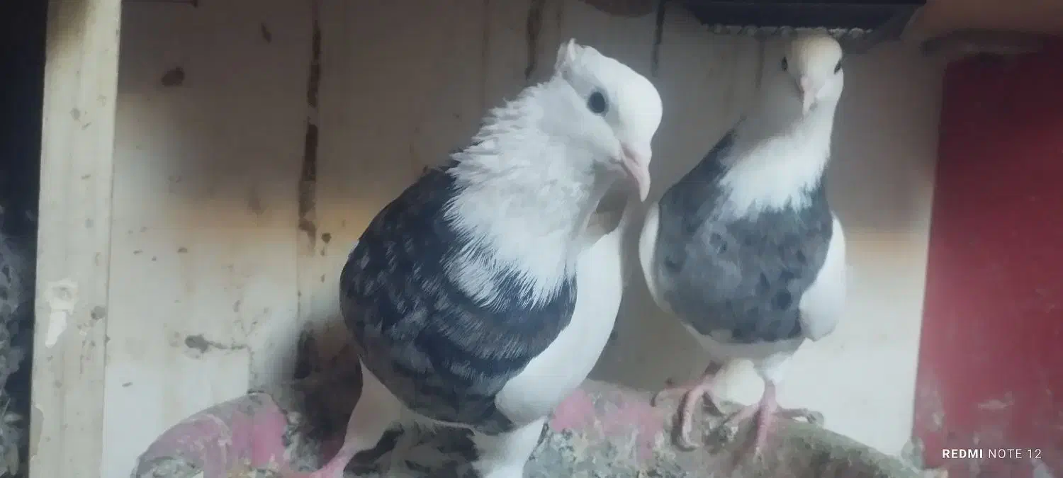 کبوتر نقش|پرنده|هریس, |دیوار