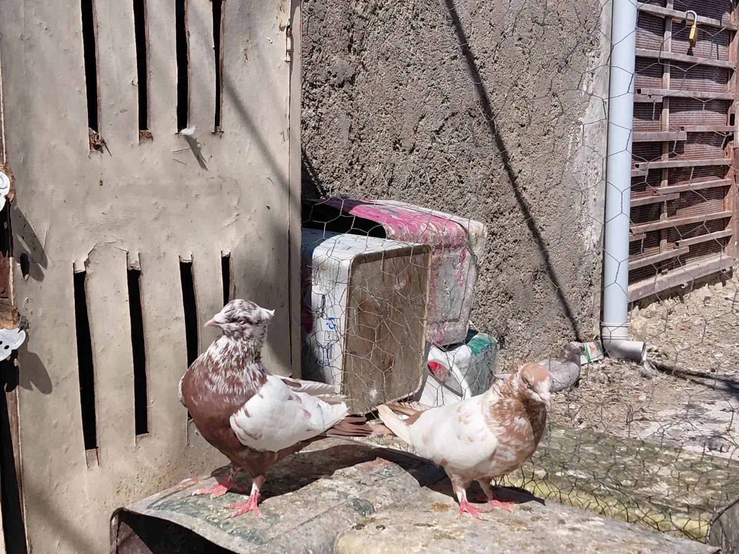 کفتر|پرنده|شیراز, کوشک میدان|دیوار