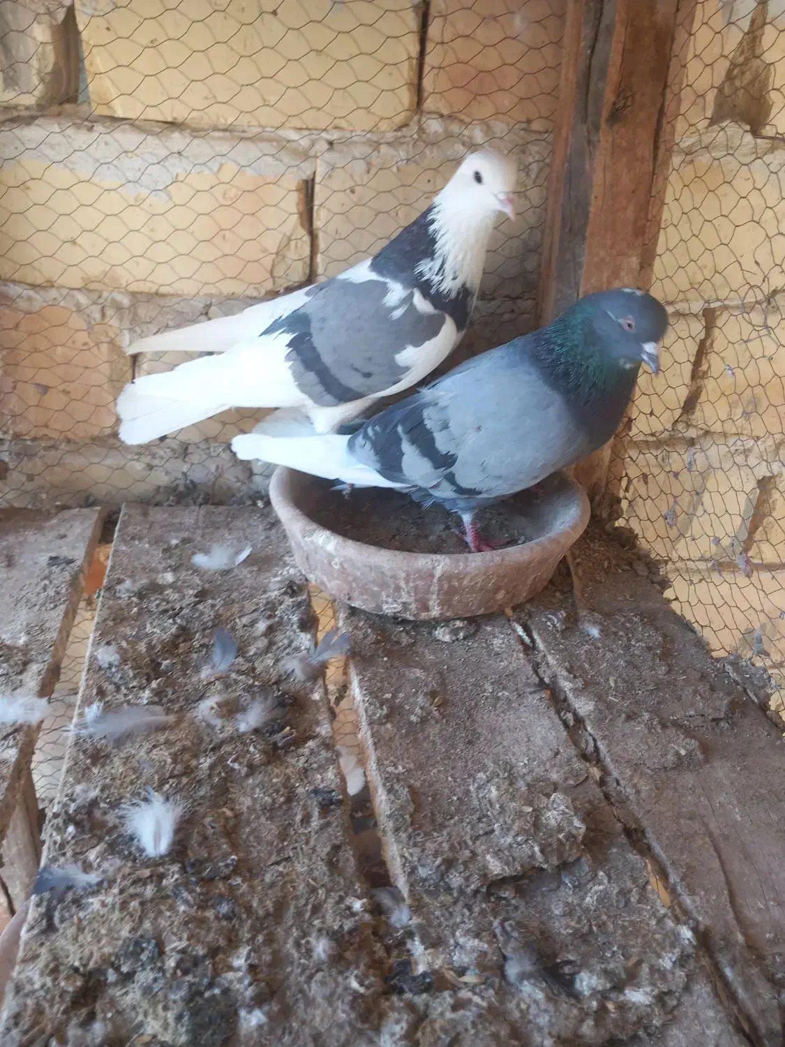 کبوتر|پرنده|آران و بیدگل, |دیوار