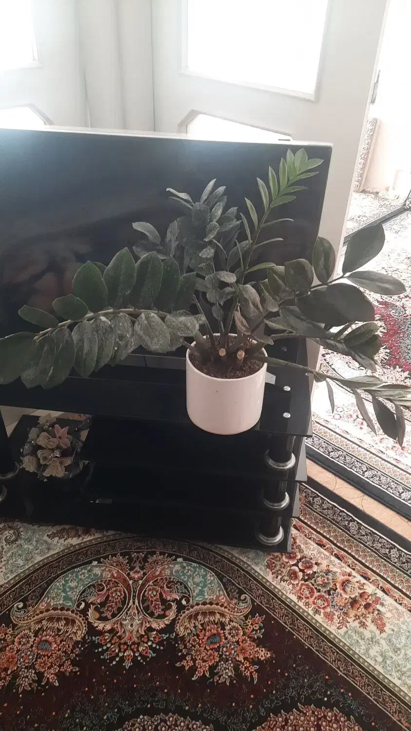 گل زام..بلک|گل و گیاه طبیعی|قم, لسانی|دیوار