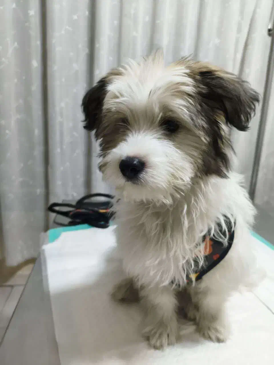 واگذاری|سگ|شاهین‌شهر, خانه کارگر|دیوار