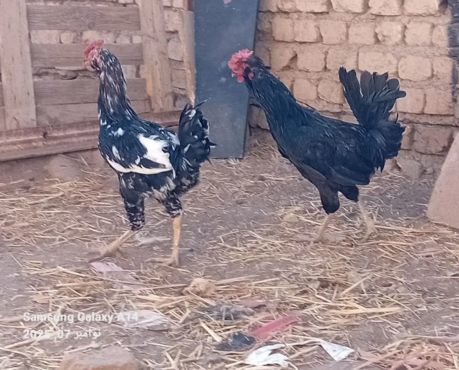 خروس گلین قوغاز سفید نر|حیوانات مزرعه|قزوین, |دیوار