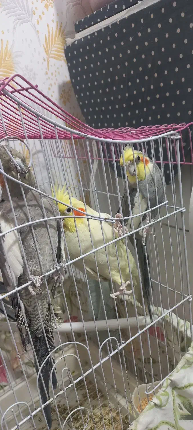 عروس هلندی|پرنده|شریف‌آباد, |دیوار