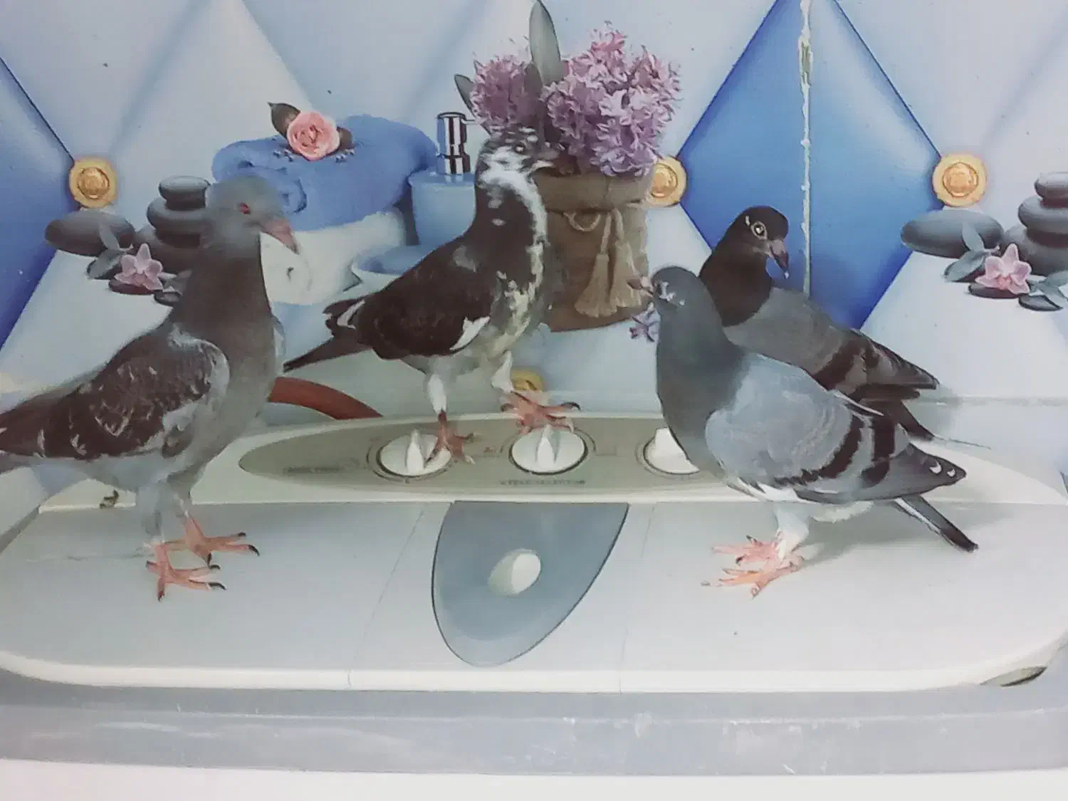 کبوتر|پرنده|باوی, |دیوار