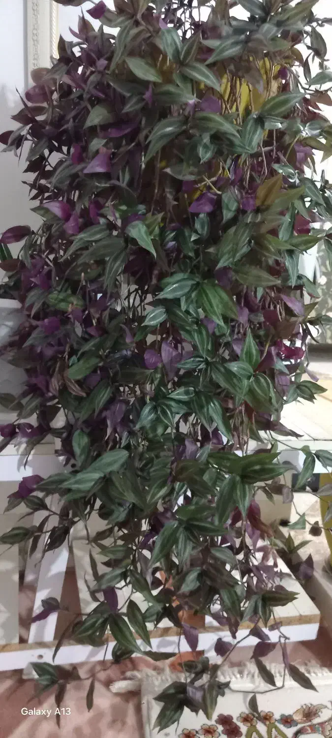 گل طبیعی|گل و گیاه طبیعی|شیروان (خراسان), |دیوار