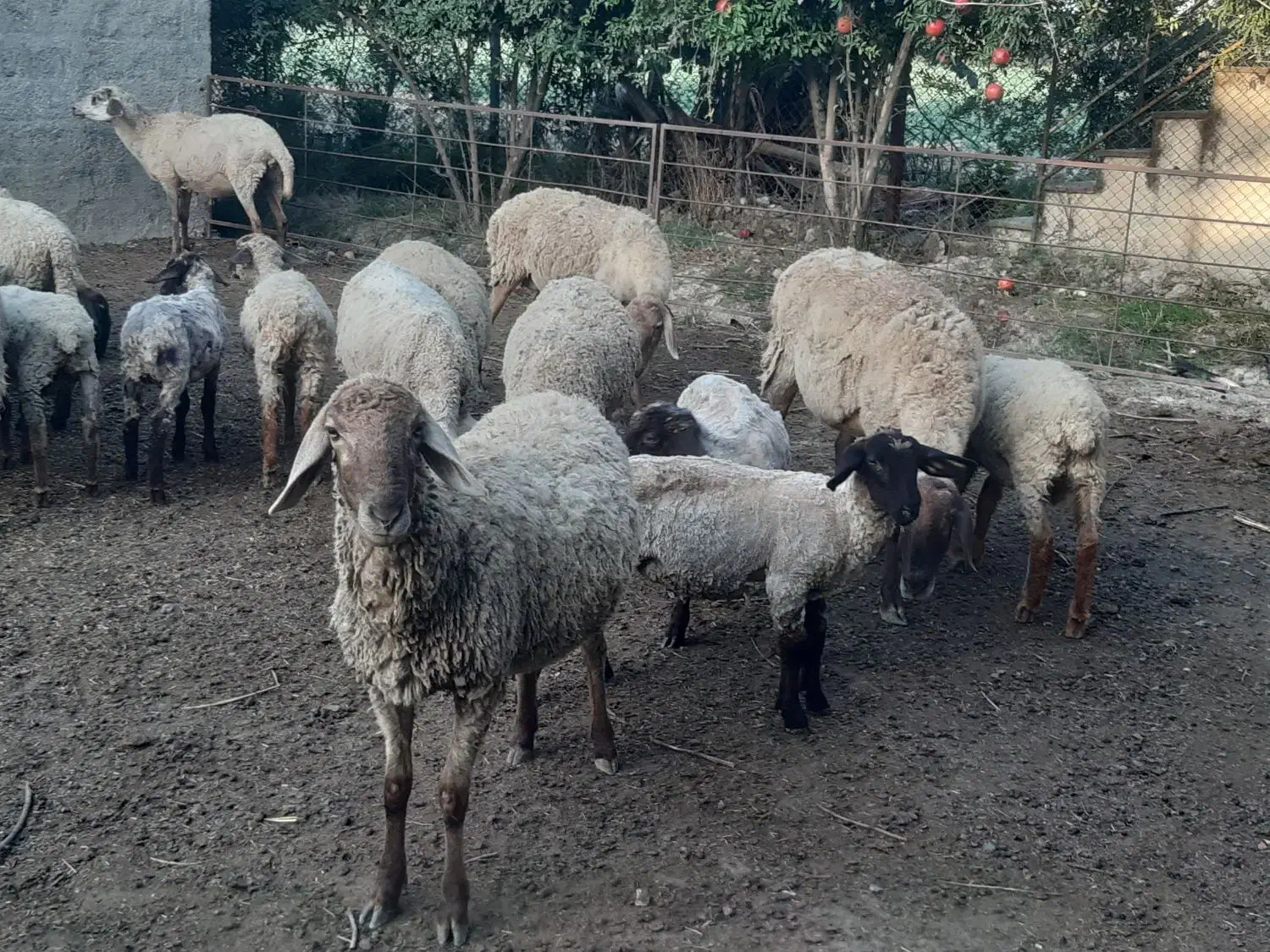 فروش بره نر و مادا سافولک|حیوانات مزرعه|گرگان, |دیوار