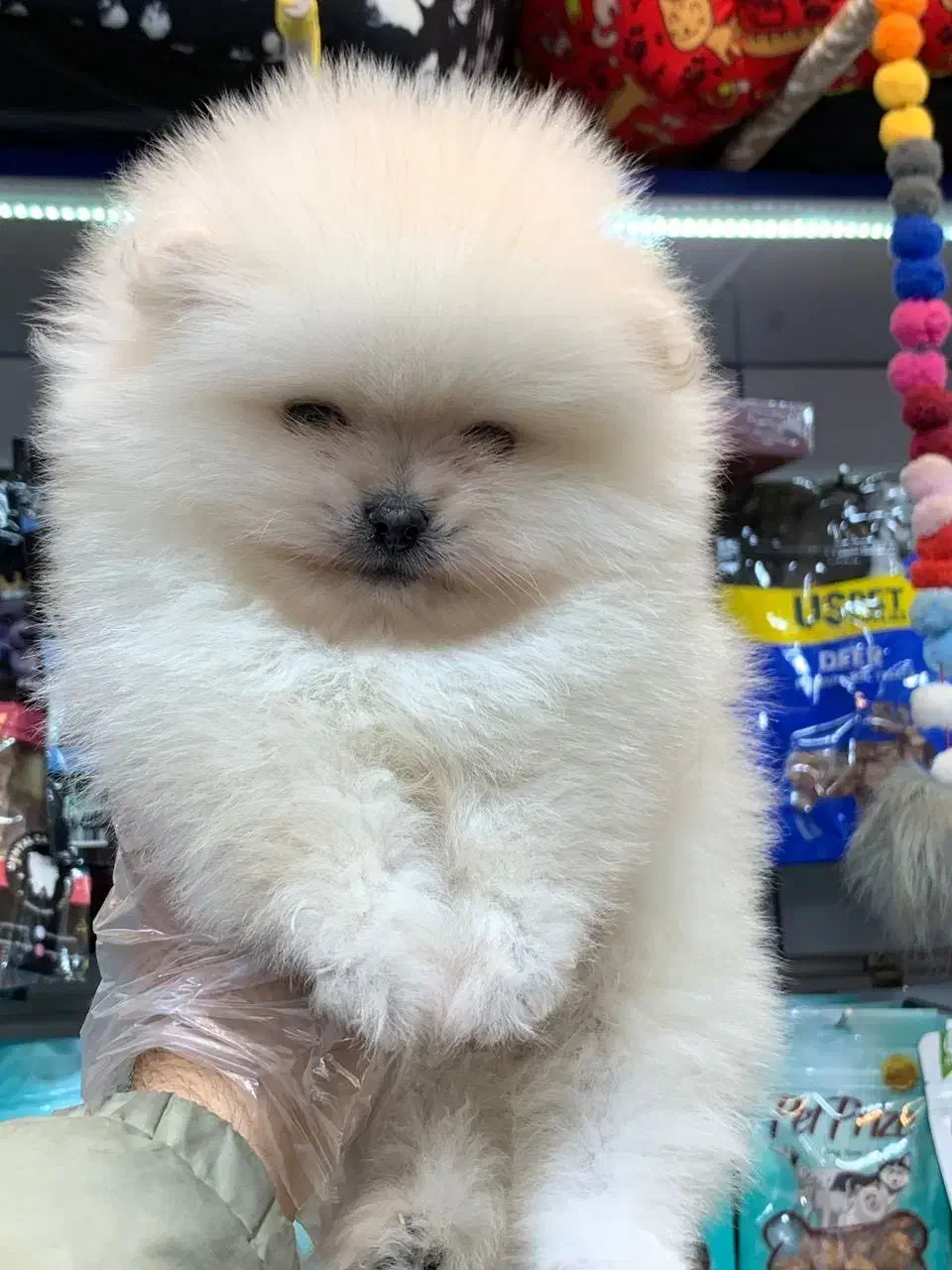 پامرانین سفید|سگ|رشت, لاکانی|دیوار