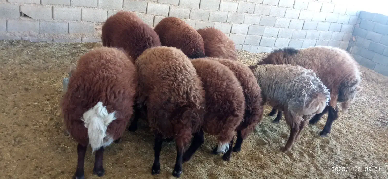 بره چاق مناسب قوچ و کشتار بیرجند|حیوانات مزرعه|بیرجند, |دیوار