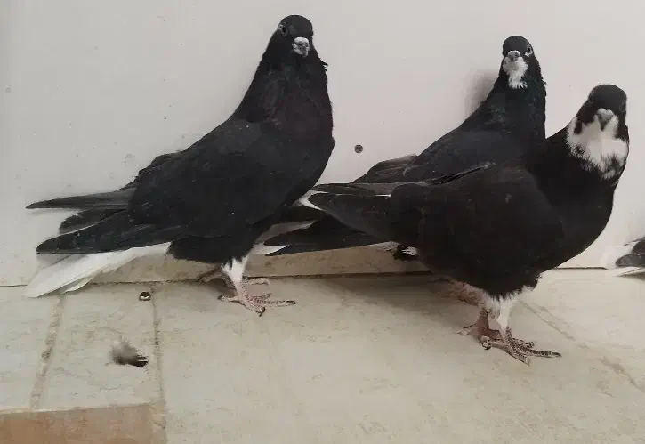 کبوتر دم سفید|پرنده|فولادشهر, A2|دیوار