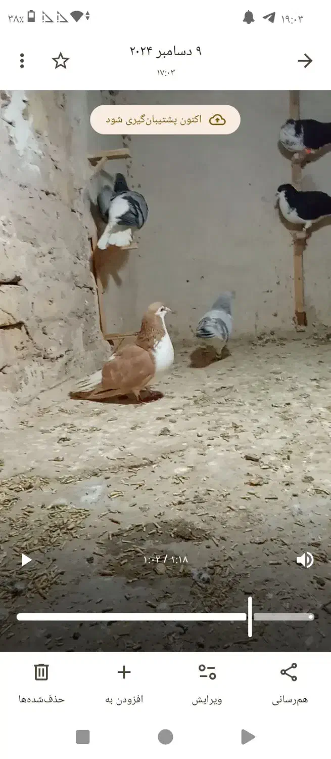 کفتر تربت گمشده|پرنده|تربتحیدریه, طالقانی|دیوار