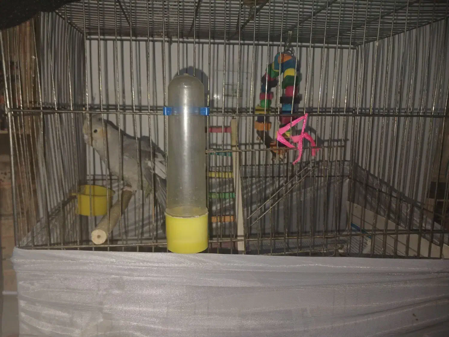 عروس هلندی|پرنده|تهران, ارامنه|دیوار