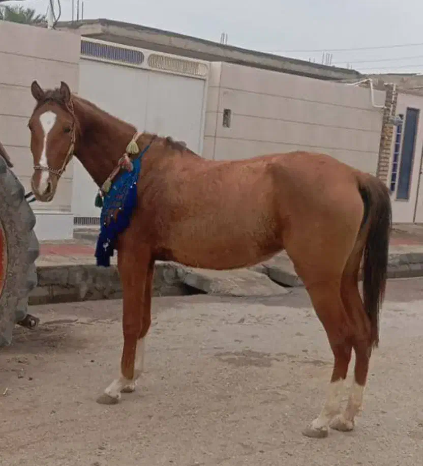 مادیان|اسب و تجهیزات اسب‌سواری|دزفول, |دیوار