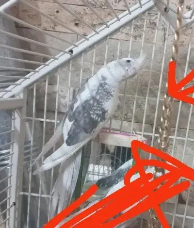 عروس هلندی دو کت پروانه ای|پرنده|تهران, دبستان|دیوار