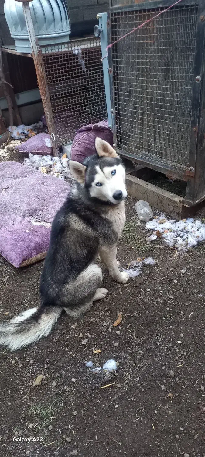 سگ هاسکی|سگ|اردبیل, |دیوار